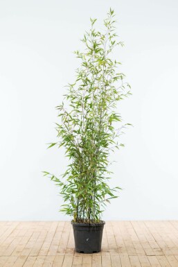 Olivensort bambus Phyllostachys nigra hæk 150-175 potte