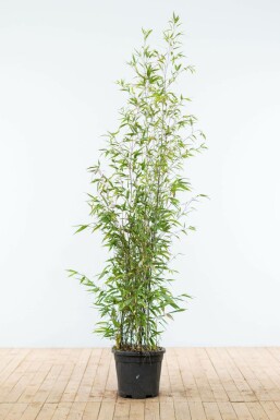 Olivensort bambus Phyllostachys nigra hæk 150-175 potte Phyllostachys nigra 150-175 cm