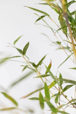 Phyllostachys nigra 150-175 cm