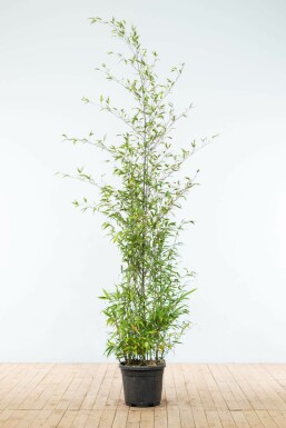 Phyllostachys nigra 175-200 cm