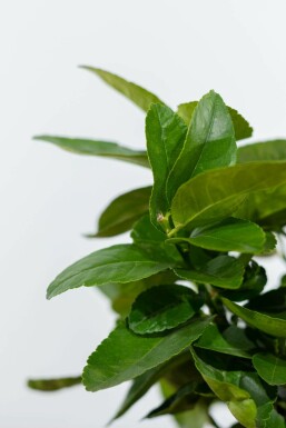 Lime Citrus × aurantiifolia 'Lime Verde' ministem 20-30 potte Citrus × aurantiifolia 'Lime Verde' 20-30 cm