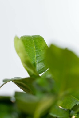 Lime Citrus × aurantiifolia 'Lime Verde' ministem 40-60 potte