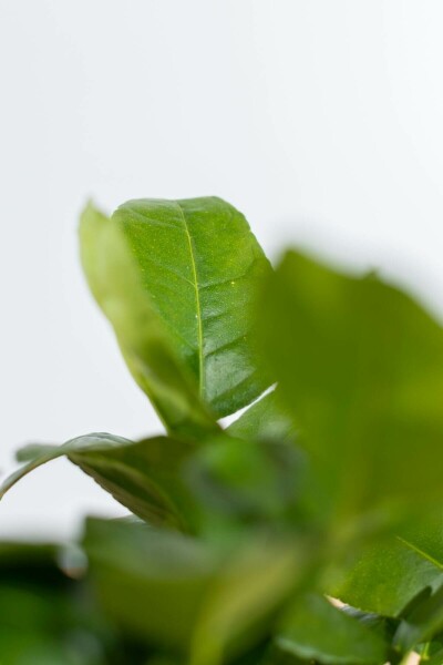 Citrus × aurantiifolia 'Lime Verde'