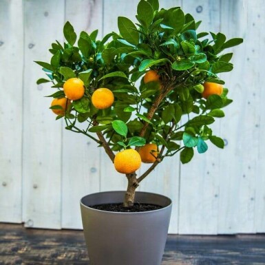 Klementin Citrus × clementina ministem 40-60 potte