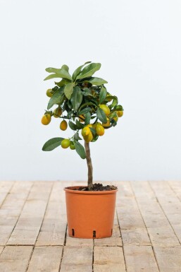 Oval kumquat Fortunella margarita ministem 20-30 potte