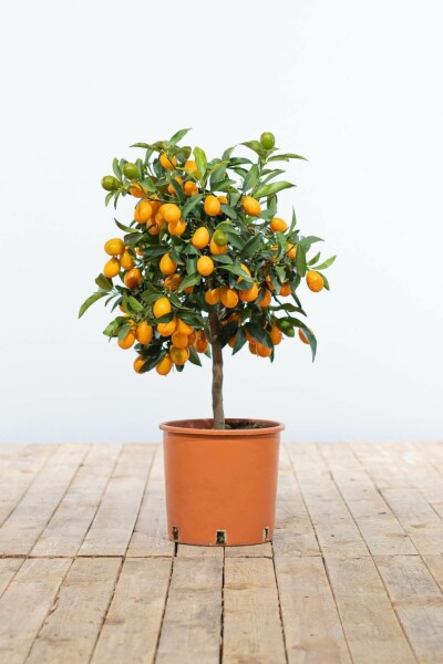 Oval kumquat Fortunella margarita ministem 40-60 potte Fortunella margarita 40-60 cm