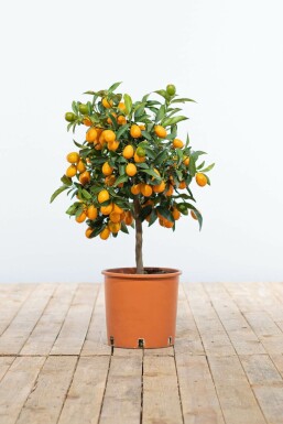Oval kumquat Fortunella margarita ministem 40-60 potte