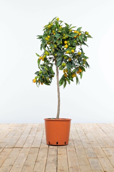 Oval kumquat Fortunella margarita ministem 60-80 potte Fortunella margarita 60-80 cm