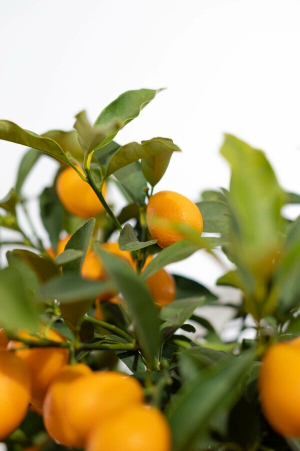 Oval kumquat Fortunella margarita ministem 60-80 potte Fortunella margarita 60-80 cm