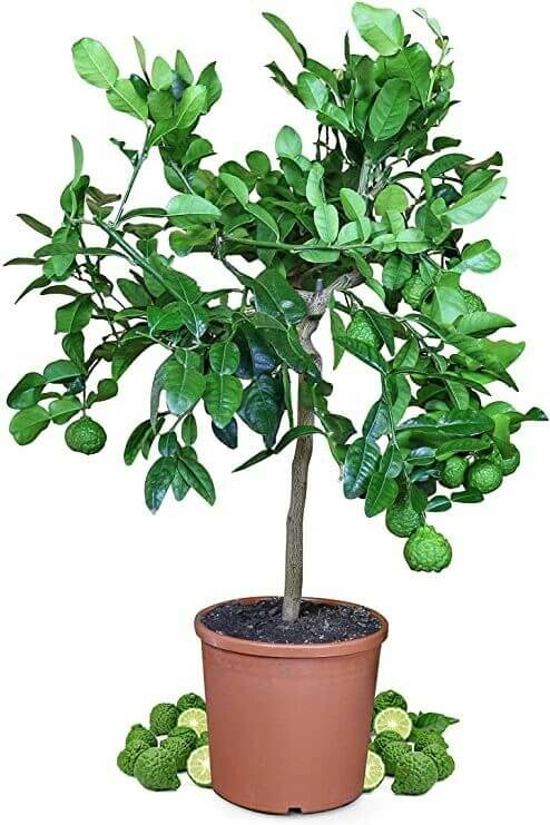 Papeda Citrus hystrix ministem 40-60 potte Citrus hystrix 40-60 cm