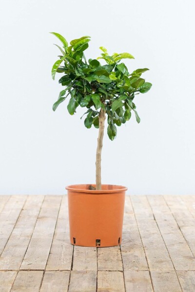 Papeda Citrus hystrix ministem 60-80 potte Citrus hystrix 60-80 cm
