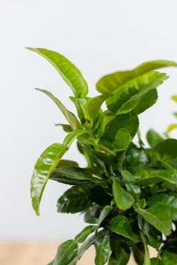 Papeda Citrus hystrix ministem 60-80 potte Citrus hystrix 60-80 cm