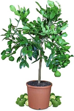 Papeda Citrus hystrix ministem 60-80 potte Citrus hystrix 60-80 cm