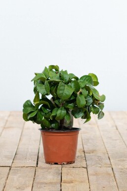 Citron Citrus × limon ministem 20-30 potte Citrus × limon 20-30 cm