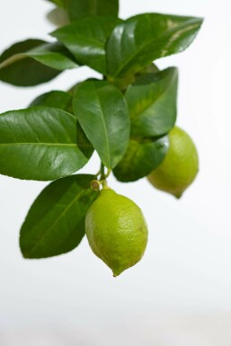 Citron Citrus × limon ministem 20-30 potte