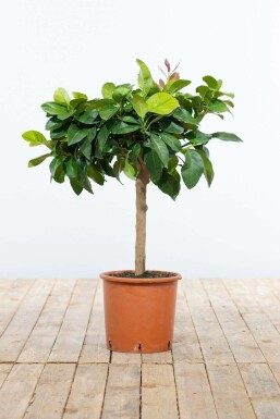 Citron Citrus × limon ministem 40-60 potte Citrus × limon 40-60 cm