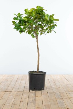Citrus × limon 60-80 cm