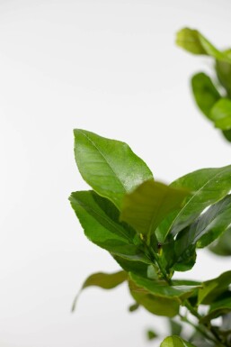 Citron Citrus × limon ministem 60-80 potte Citrus × limon 60-80 cm