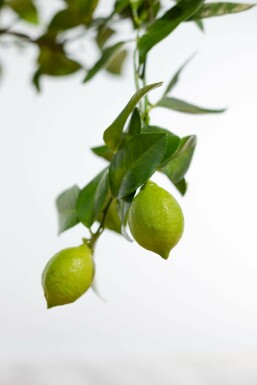 Citron Citrus × limon ministem 60-80 potte