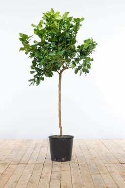 Citron Citrus × limon ministem 80-100 potte Citrus × limon 80-100 cm