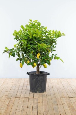 Citron Citrus × limon med stamme 175-200 potte 20-30