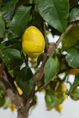 Citron Citrus × limon med stamme 175-200 potte 20-30