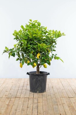 Citron Citrus × limon med stamme 175-200 potte 30-40 Citrus × limon 175-200 cm