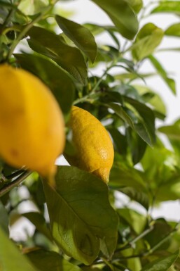 Citron Citrus × limon med stamme 175-200 potte 30-40 Citrus × limon 175-200 cm