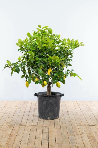 Citrus × limon 175-200 cm