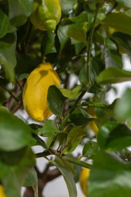 Citrus × limon 175-200 cm