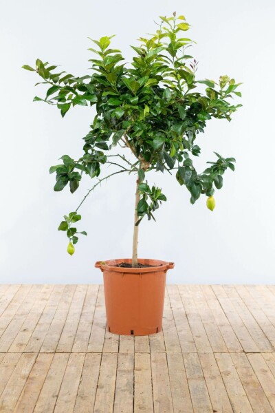 Citron Citrus × limon med stamme 125-150 potte 5-10 Citrus × limon 125-150 cm