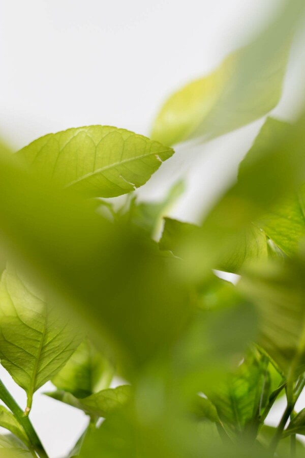 Citron Citrus × limon med stamme 175-200 potte 50-60 Citrus × limon 175-200 cm