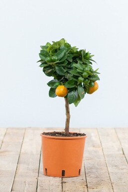Citrus × mitis 'Calamondin' 20-30 cm