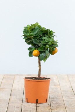 Calamondintræ Citrus × mitis 'Calamondin' ministem 20-30 potte
