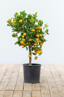 Calamondintræ Citrus × mitis 'Calamondin' ministem 40-60 potte