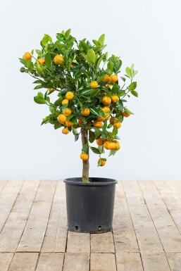 Calamondintræ Citrus × mitis 'Calamondin' ministem 60-80 potte Citrus × mitis 'Calamondin' 60-80 cm