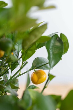 Citrus × mitis 'Calamondin' 60-80 cm