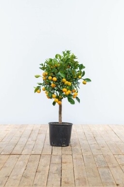 Calamondintræ Citrus × mitis 'Calamondin' ministem 80-100 potte