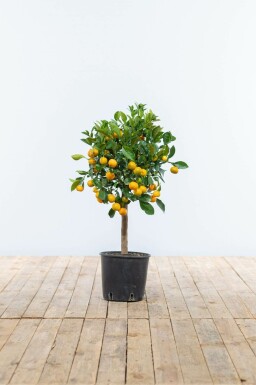 Calamondintræ Citrus × mitis 'Calamondin' ministem 80-100 potte Citrus × mitis 'Calamondin' 80-100 cm