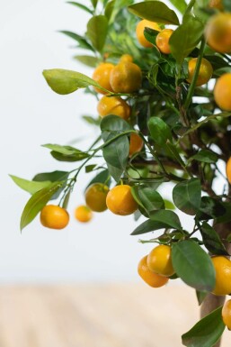 Calamondintræ Citrus × mitis 'Calamondin' ministem 80-100 potte Citrus × mitis 'Calamondin' 80-100 cm