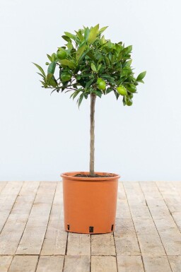 Citrus reticulata 60-80 cm