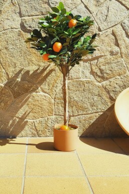 Citrus reticulata 60-80 cm