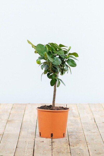 Citrus × sinensis 20-30 cm