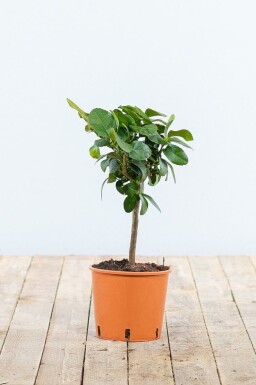 Citrus × sinensis 20-30 cm
