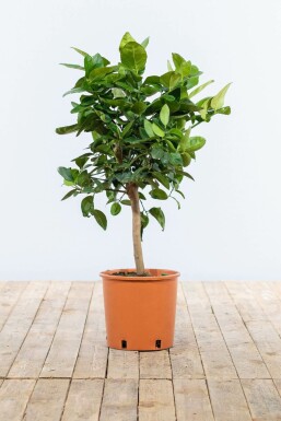 Citrus × sinensis 40-60 cm