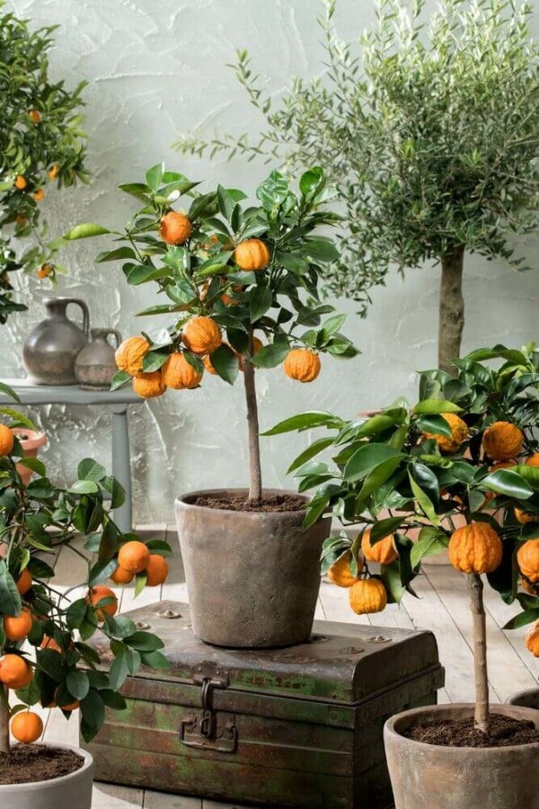 Appelsin Citrus × sinensis ministem 40-60 potte Citrus × sinensis 40-60 cm