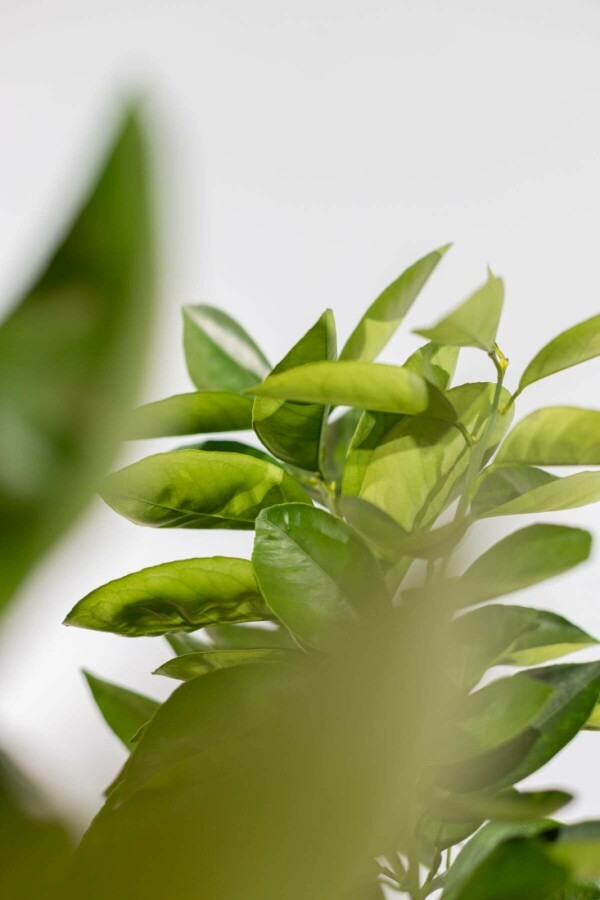 Appelsin Citrus × sinensis med stamme 150-175 potte 10-15 Citrus × sinensis 150-175 cm