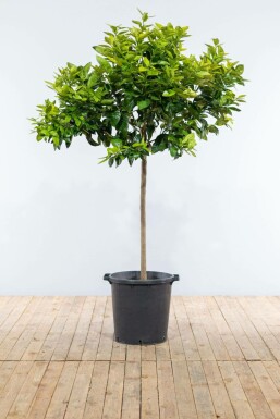 Citrus × sinensis 175-200 cm
