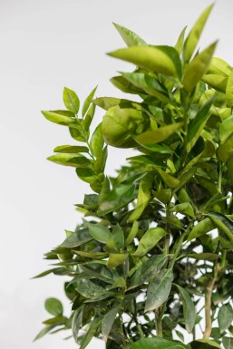 Appelsin Citrus × sinensis med stamme 175-200 potte 20-30 Citrus × sinensis 175-200 cm