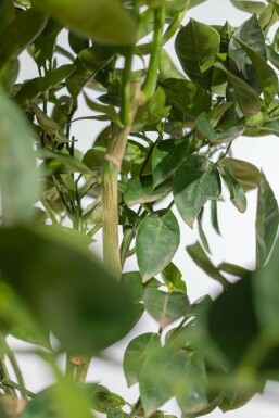 Citrus × sinensis 175-200 cm